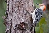 Red-bellied Woodpecker_55629